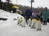旭山のペンギン行列